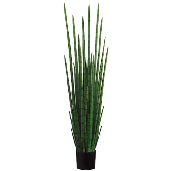 5.5 Ft. Snake Grass Plant {1}