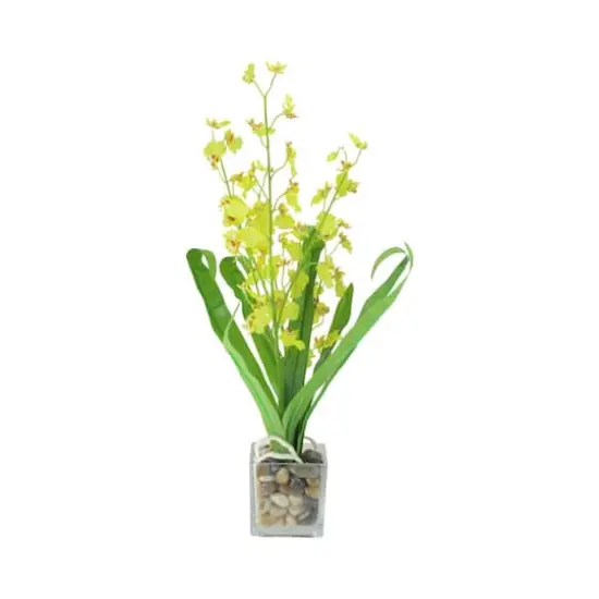 Chartreuse Green Potted Blooming Orchid Plant {1}