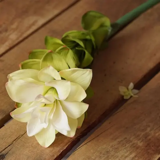 Cream White Torch Ginger Flower Crafting Stem {4}