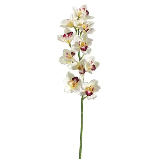Cream & Burgundy Cymbidium Orchid Stem {1}