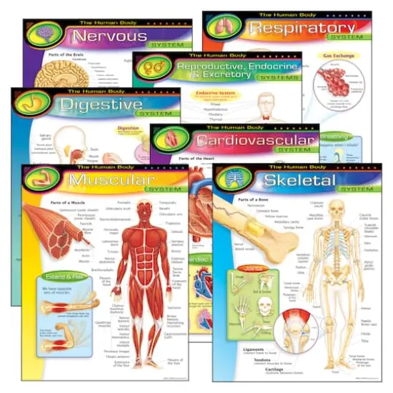 The Human Body Learning Charts Combo Pack, Set of 7 {1}