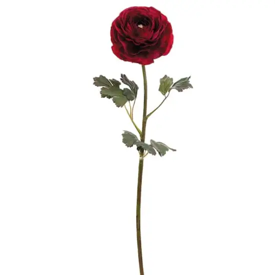 24" Ranunculus Stem, Dark Red {1}