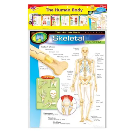 The Human Body Learning Charts Combo Pack, Set of 7 {5}