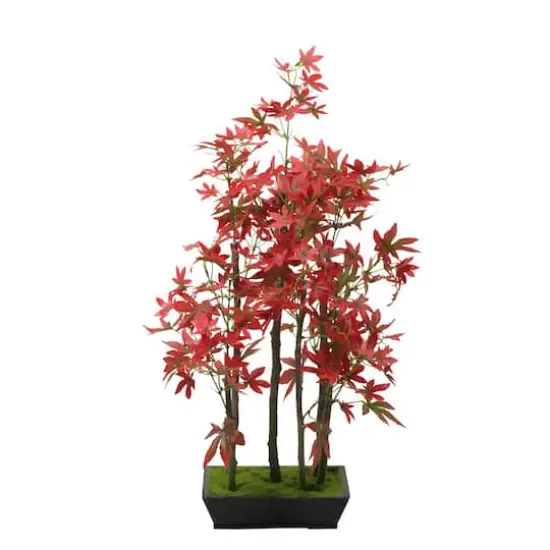 25" Bonsai-Inspired Red Leaved Japanese Maple Tree {1}