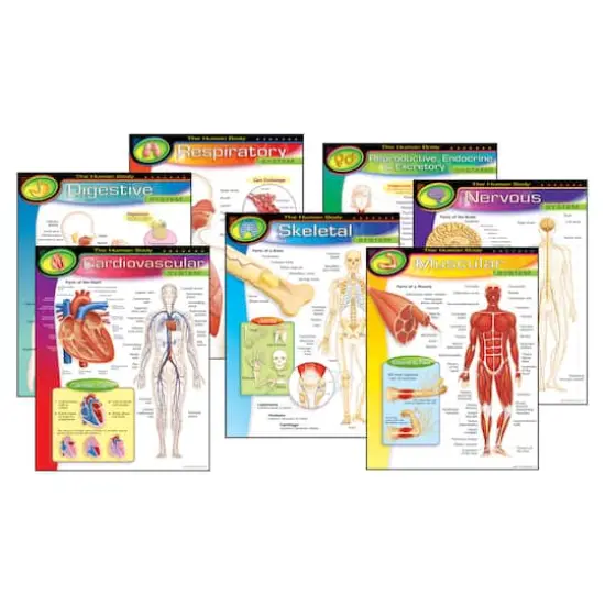 The Human Body Learning Charts Combo Pack, Set of 7 {4}