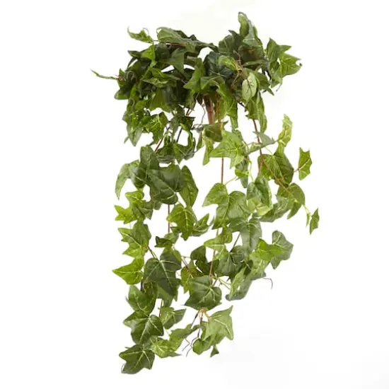 German Ivy Bush Ivy Collection by Ashland&reg; {1}