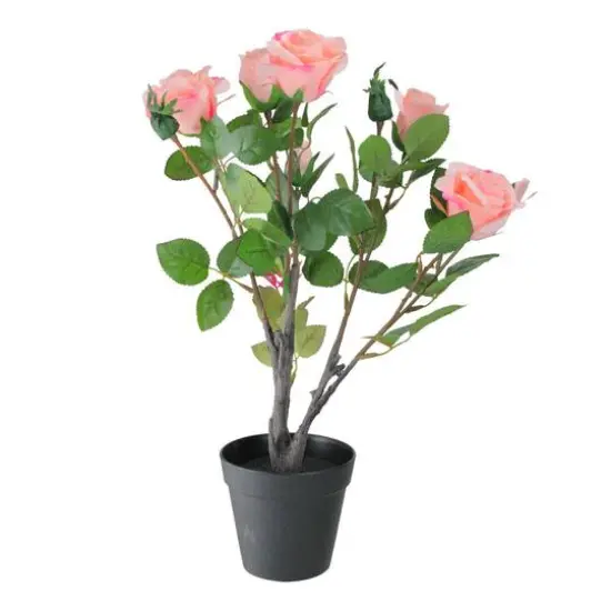 19" Blooming Potted Light Pink Ecuador Rose Shrub {1}