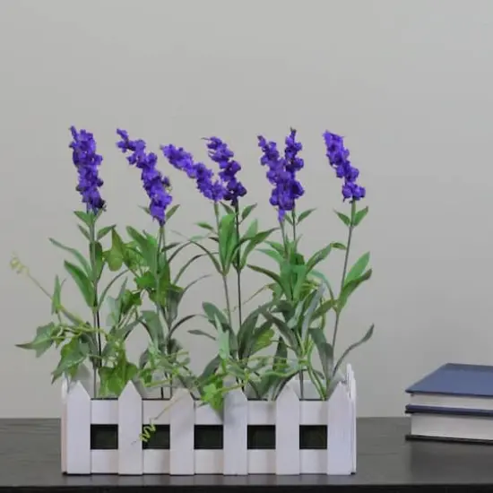 11.75" Lavender Plant in White Picket Fence Container {4}