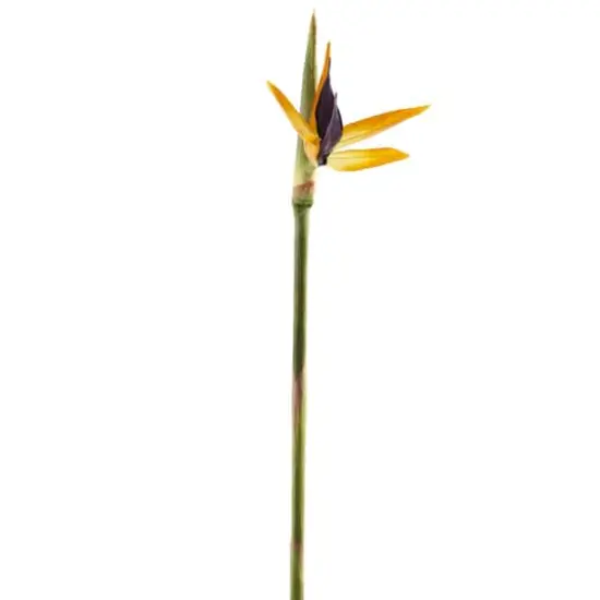 Tropical Bird of Paradise Stem by Ashland&reg;  {5}