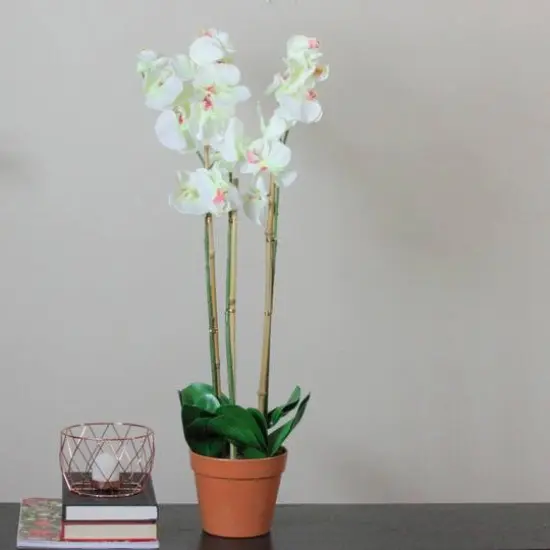 White Three Stemmed Potted Flowering Orchid Plant {3}