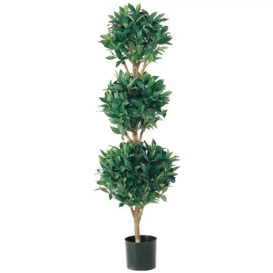 4 Ft. Triple Ball Sweet Bay Topiary {1}