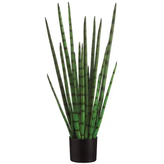33" Snake Grass Plant {1}
