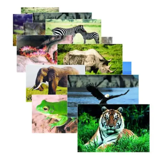 Wild Animals Poster Set, Set of 10 {1}