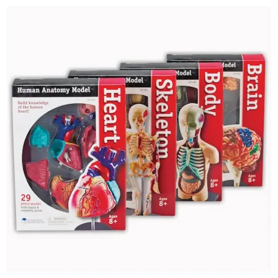 Heart, Brain, Skeleton & Body Anatomy Model Bundle Set {3}