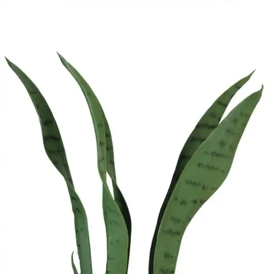 21" Green Artificial Succulent in White Square Pot {3}