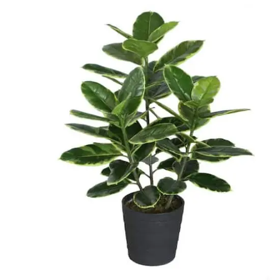 36.5" Potted Artificial Green & White Rubber Plant {1}
