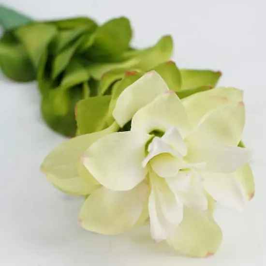 Cream White Torch Ginger Flower Crafting Stem {3}