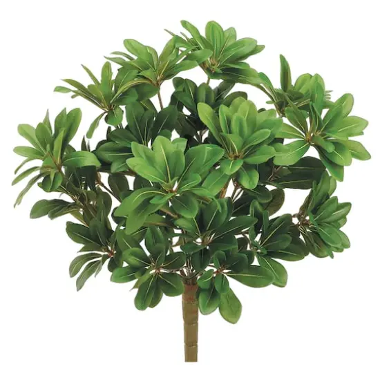 17" Pittosporum Bush, Green {1}