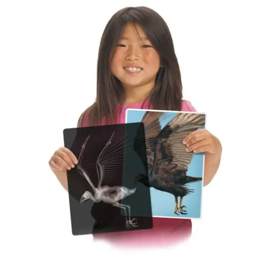 Roylco&reg; Animal X-Ray Set, Pack of 14 {3}