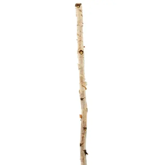 Ashland&reg; Natural River Birch {1}