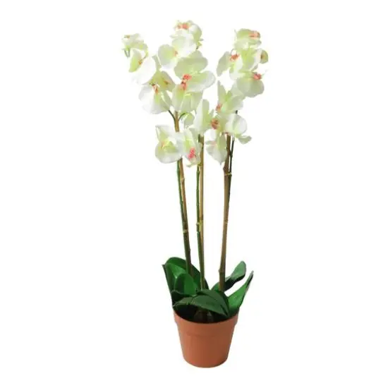 White Three Stemmed Potted Flowering Orchid Plant {1}