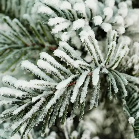 20" Flocked Pine Tree in Faux Paper Pot {3}