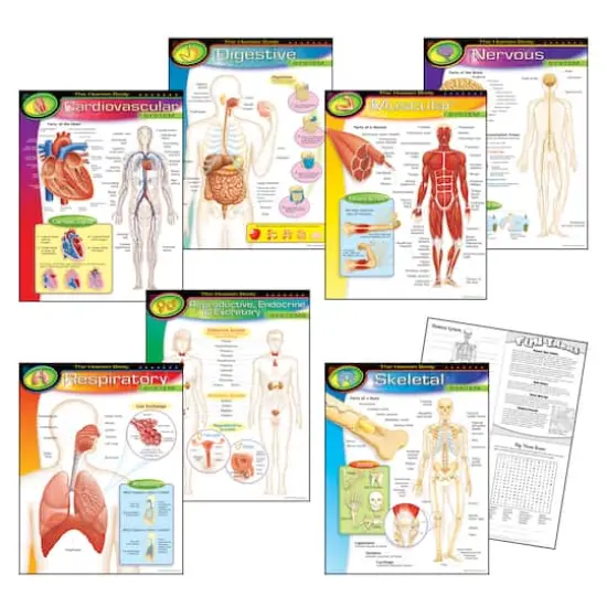 The Human Body Learning Charts Combo Pack, Set of 7 {3}
