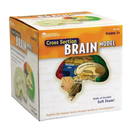 Learning Resources&reg; Soft Foam Cross Section Human Brain Model {3}
