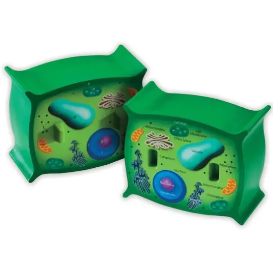 Learning Resources&reg; Cross-Section Plant Cell Model {1}