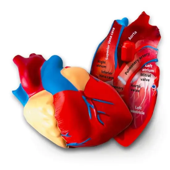 Learning Resources&reg; Soft Foam Cross Section Human Heart Model {1}