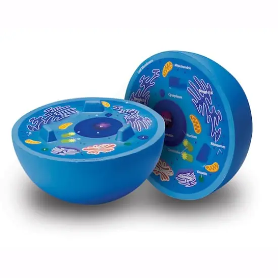 Learning Resources&reg; Cross-Section Animal Cell Model {1}