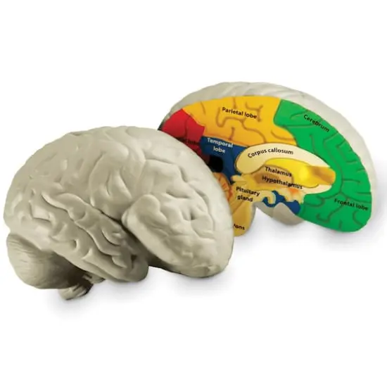 Learning Resources&reg; Soft Foam Cross Section Human Brain Model {1}