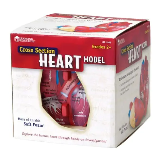 Learning Resources&reg; Soft Foam Cross Section Human Heart Model {3}