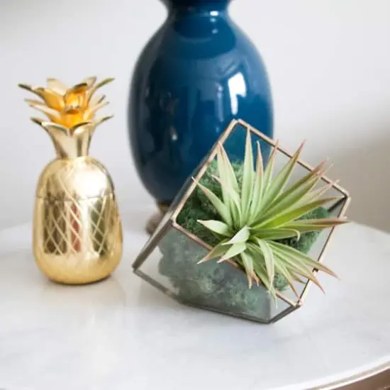 Ashland&reg; Reindeer Moss Basil Green {4}