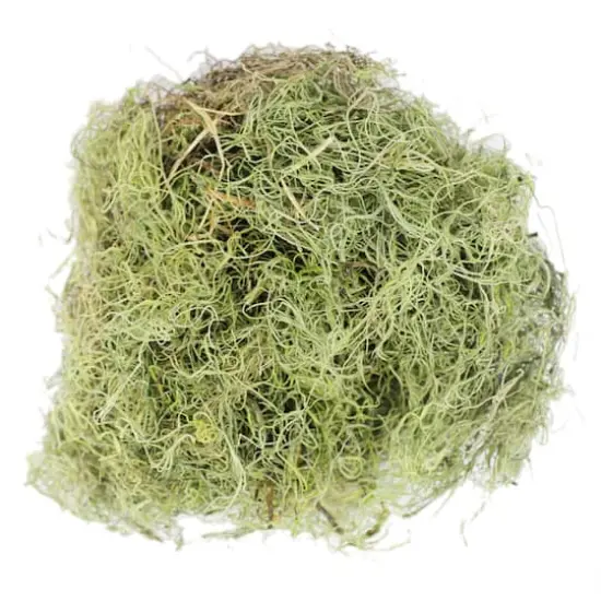 Basil Green Spanish Moss by Ashland&reg; {1}